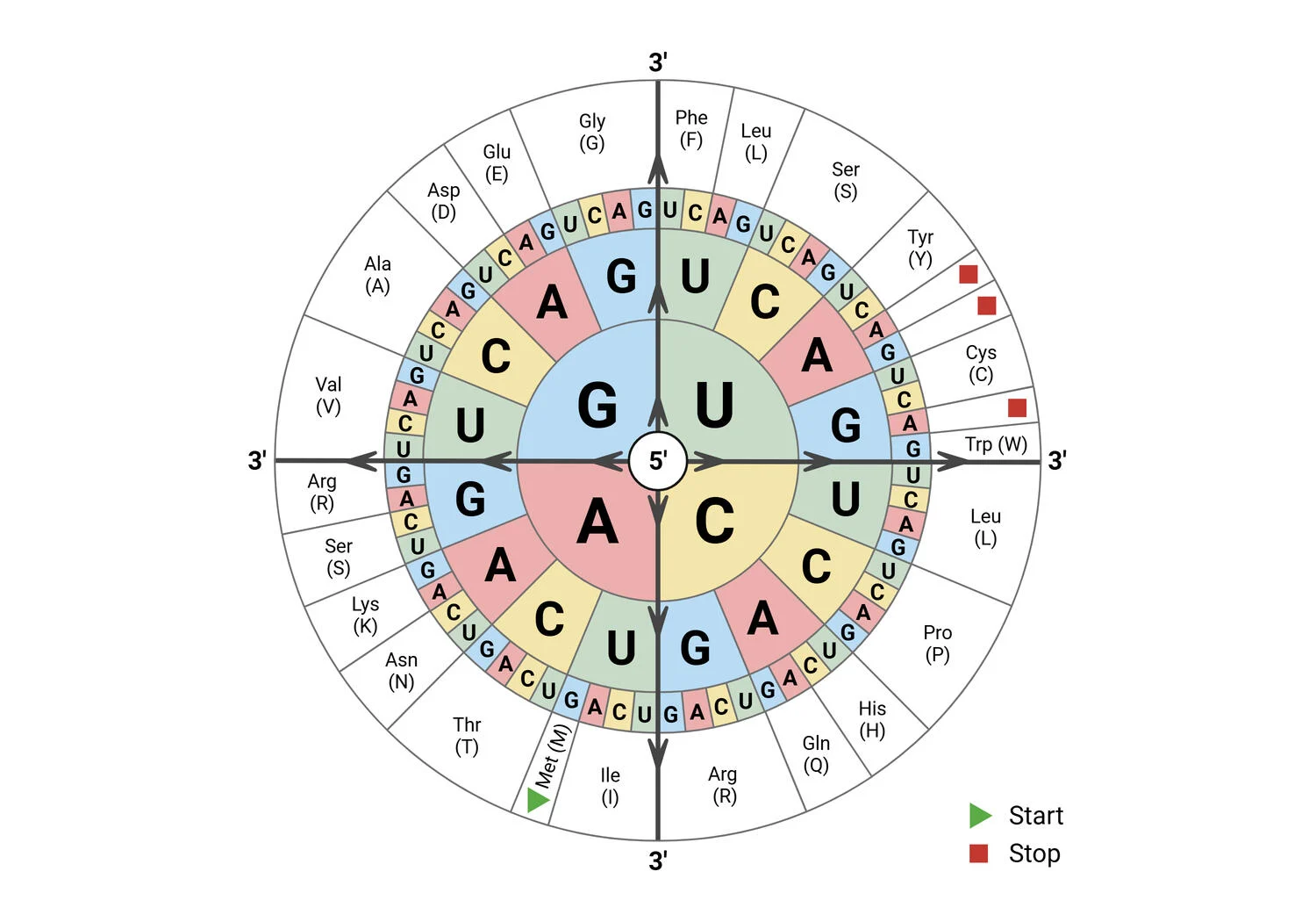 mRNA codon sun: read 5-prime to 3-prime from the centre. Inner ring first base, then second, then third, outer ring the amino acid. Start is Met, stop codons are marked.