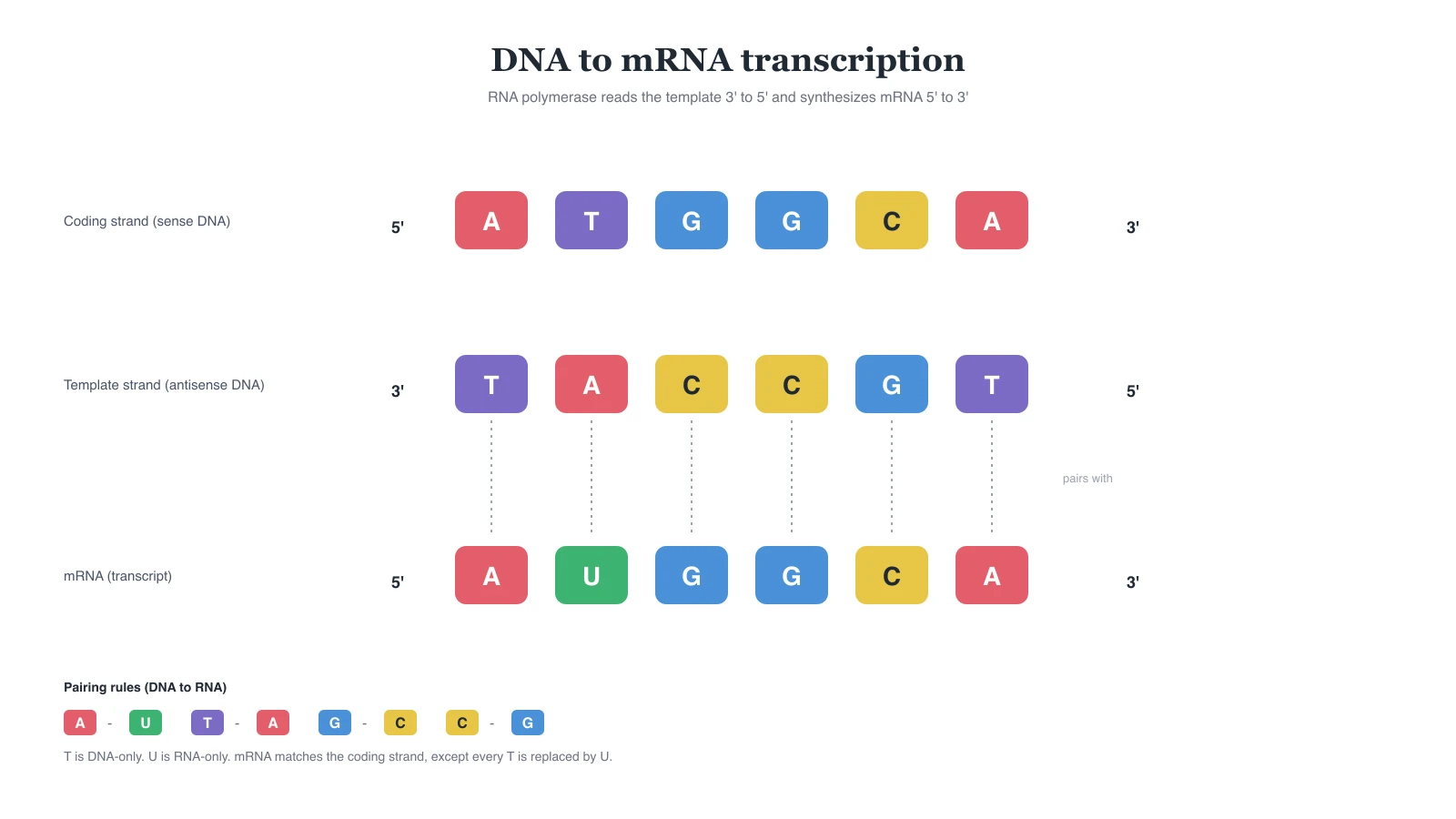 Coding DNA 5-prime ATGGCA 3-prime, template DNA 3-prime TACCGT 5-prime, and mRNA 5-prime AUGGCA 3-prime, with pairing rules A-U, T-A, G-C, C-G